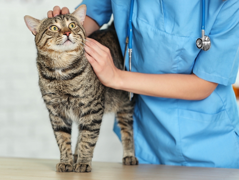 Veterinary Jobs in Kelso