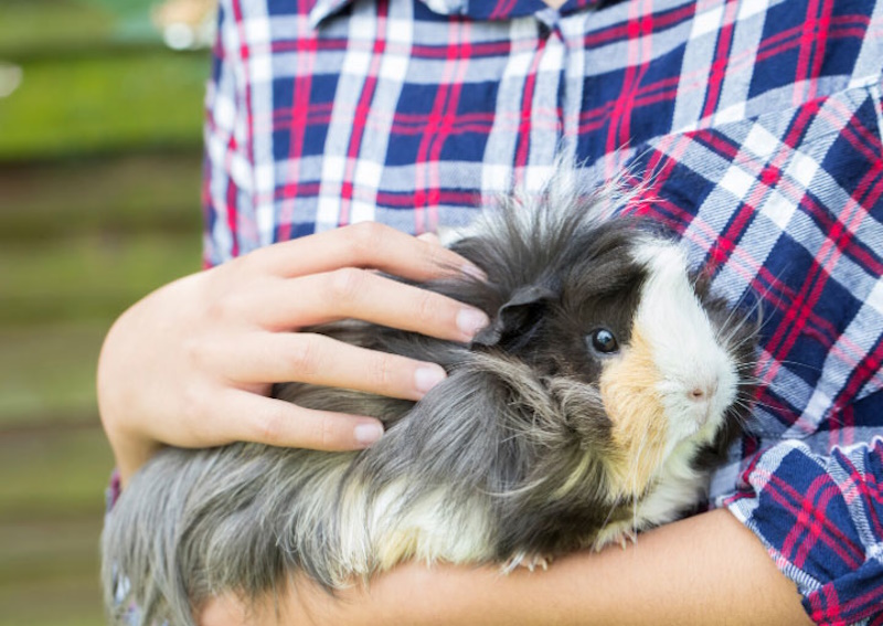 Carousel Slide 4: Veterinary Care for your Pocket Pets