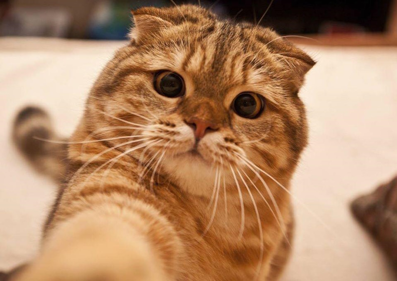 Book Appointment at Riverside Animal Hospital