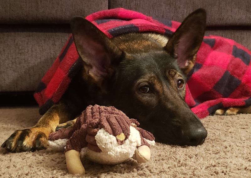 Carousel Slide 7: Call us for immediate veterinary care